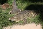Cuban crocodile