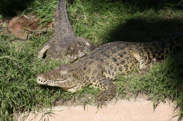 Cuban crocodile
