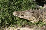 Cuban crocodile