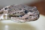 Arizona black rattlesnake