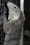 Grand Cayman blue iguana