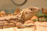 Grand Cayman blue iguana