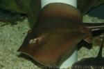 Atlantic stingray