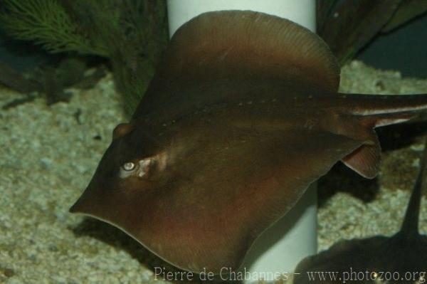 Atlantic stingray
