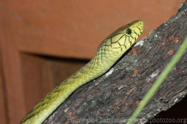 Western green mamba