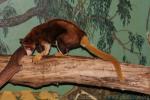 Huon tree kangaroo