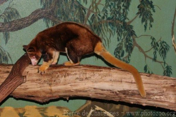 Huon tree kangaroo