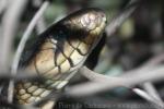 Texas indigo snake