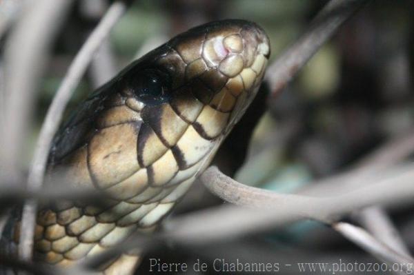 Texas indigo snake