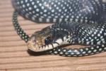 Northern speckled racer