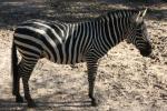 Grant's zebra