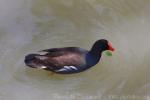 Common moorhen