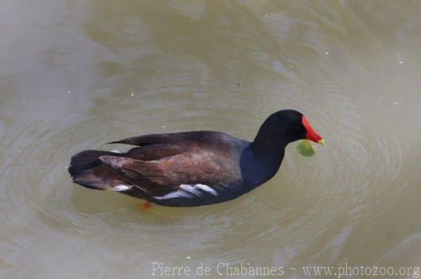 Common moorhen