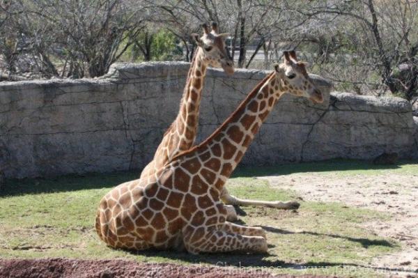 Reticulated giraffe