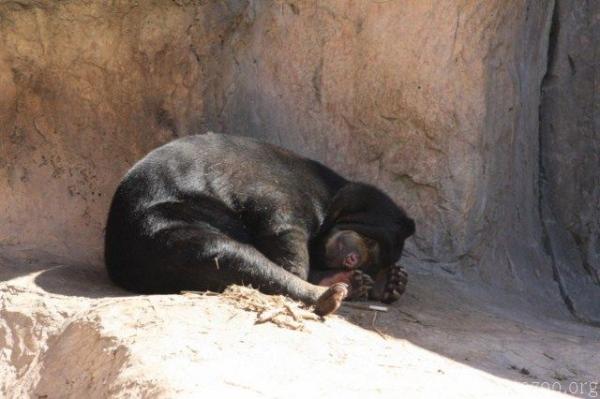 Bornean sun bear