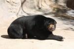 Malayan sun bear