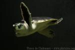 Kemp's ridley sea turtle