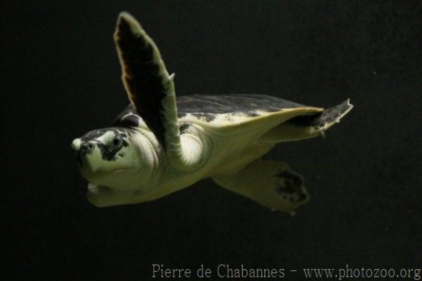 Kemp's ridley sea turtle