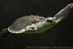 Kemp's ridley sea turtle
