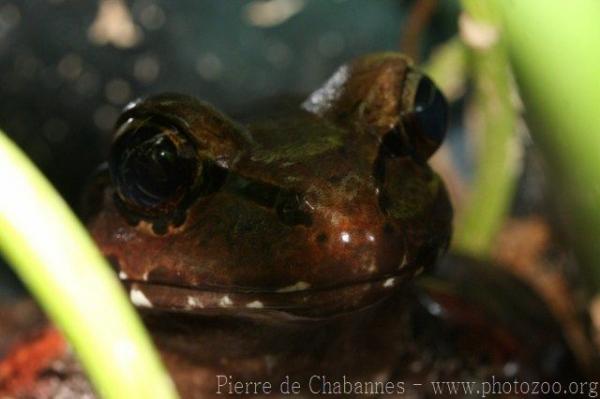 Smokey jungle frog