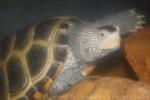 Texas diamondback terrapin