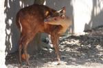 Mexican red brocket