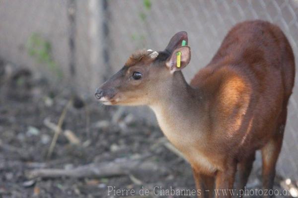 Mexican red brocket