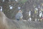 Golden-fronted woodpecker