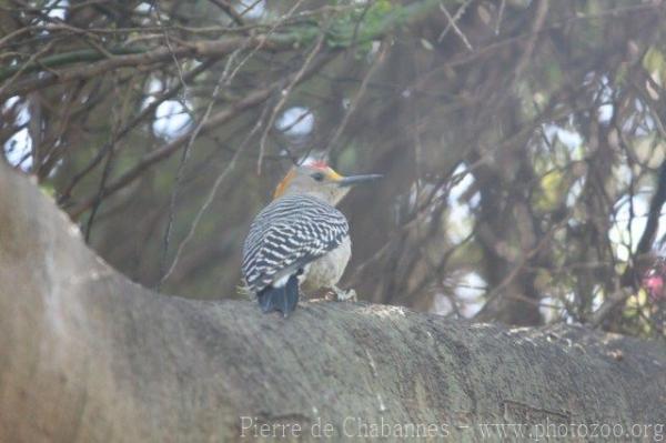 Golden-fronted woodpecker