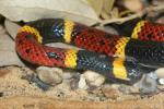 Texas coral snake