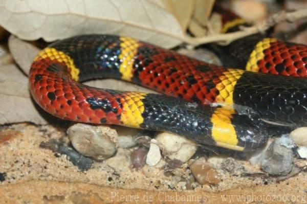 Texas coral snake