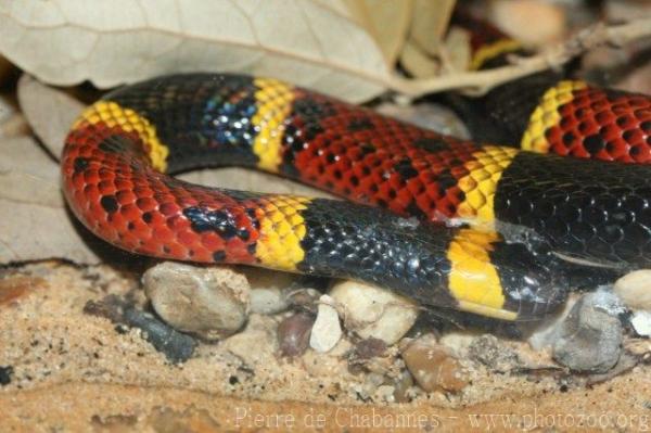 Texas coral snake