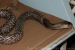 Indian cobra