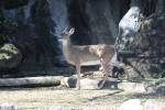 White-tailed deer