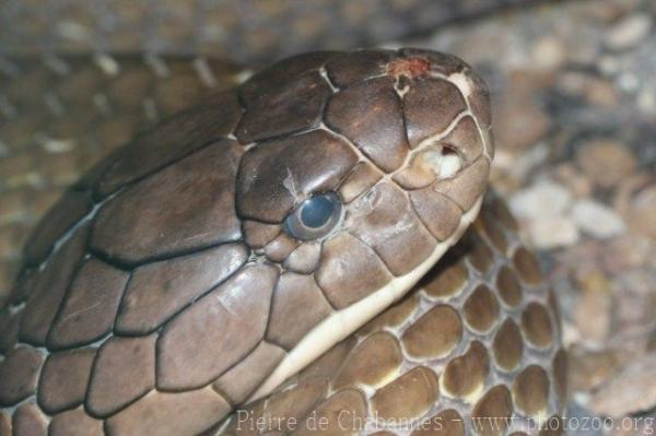 King cobra
