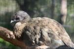 Plain chachalaca