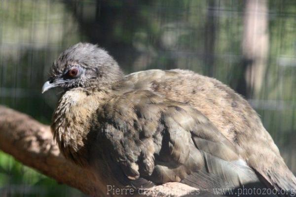 Plain chachalaca