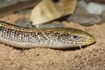 Slender glass lizard