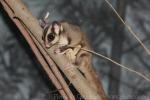 Sugar glider