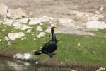 Double-crested cormorant