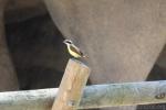 Great kiskadee