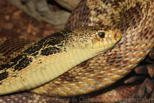 Louisiana pine snake