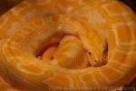 Burmese python