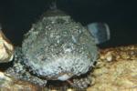 Spotted scorpionfish