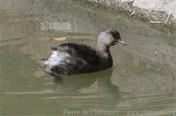 Least grebe