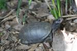 Coahuilan box turtle