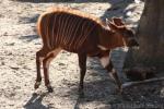 Eastern bongo