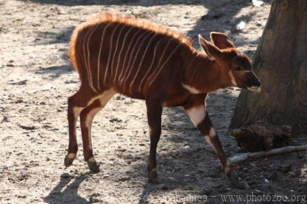 Eastern bongo