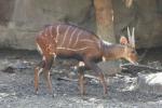 Western bushbuck