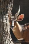 Western bushbuck